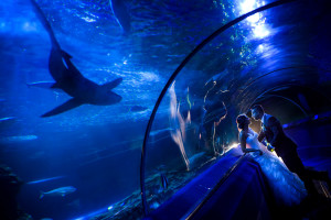 AQWA Wedding Perth Wedding Photographer