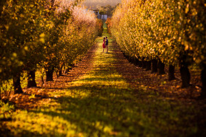 Jason Tey Perth Pre wedding Photographer Autumn